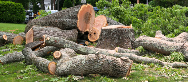 How Our Tree Care Process Works  in  De Pue, IL
