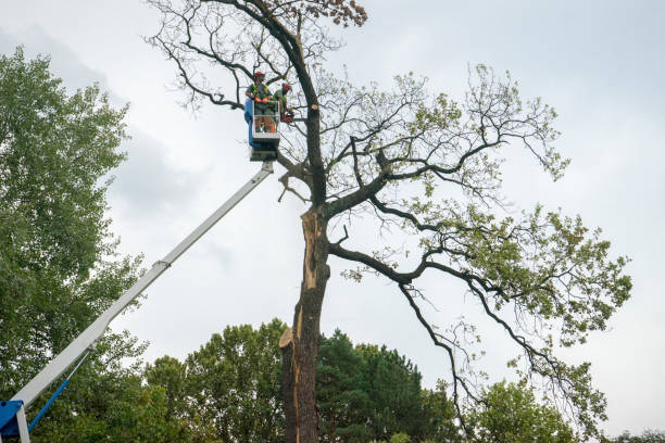 Tree and Shrub Care in De Pue, IL