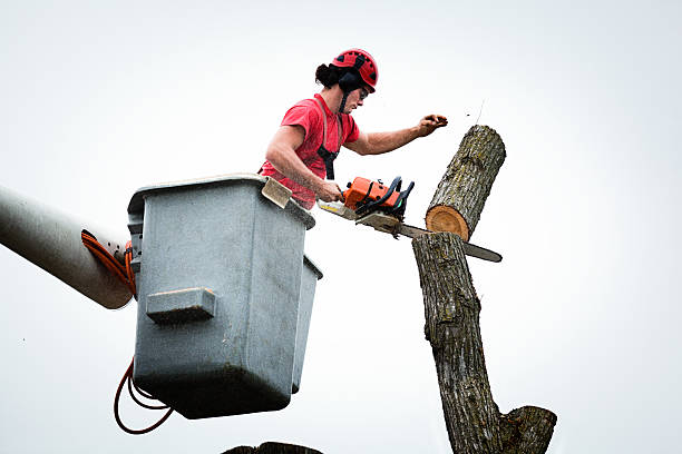 Best Emergency Tree Removal  in De Pue, IL