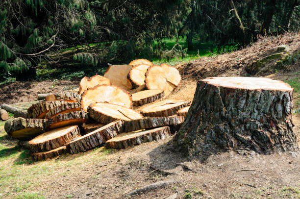 Trusted De Pue, IL Tree Care Experts
